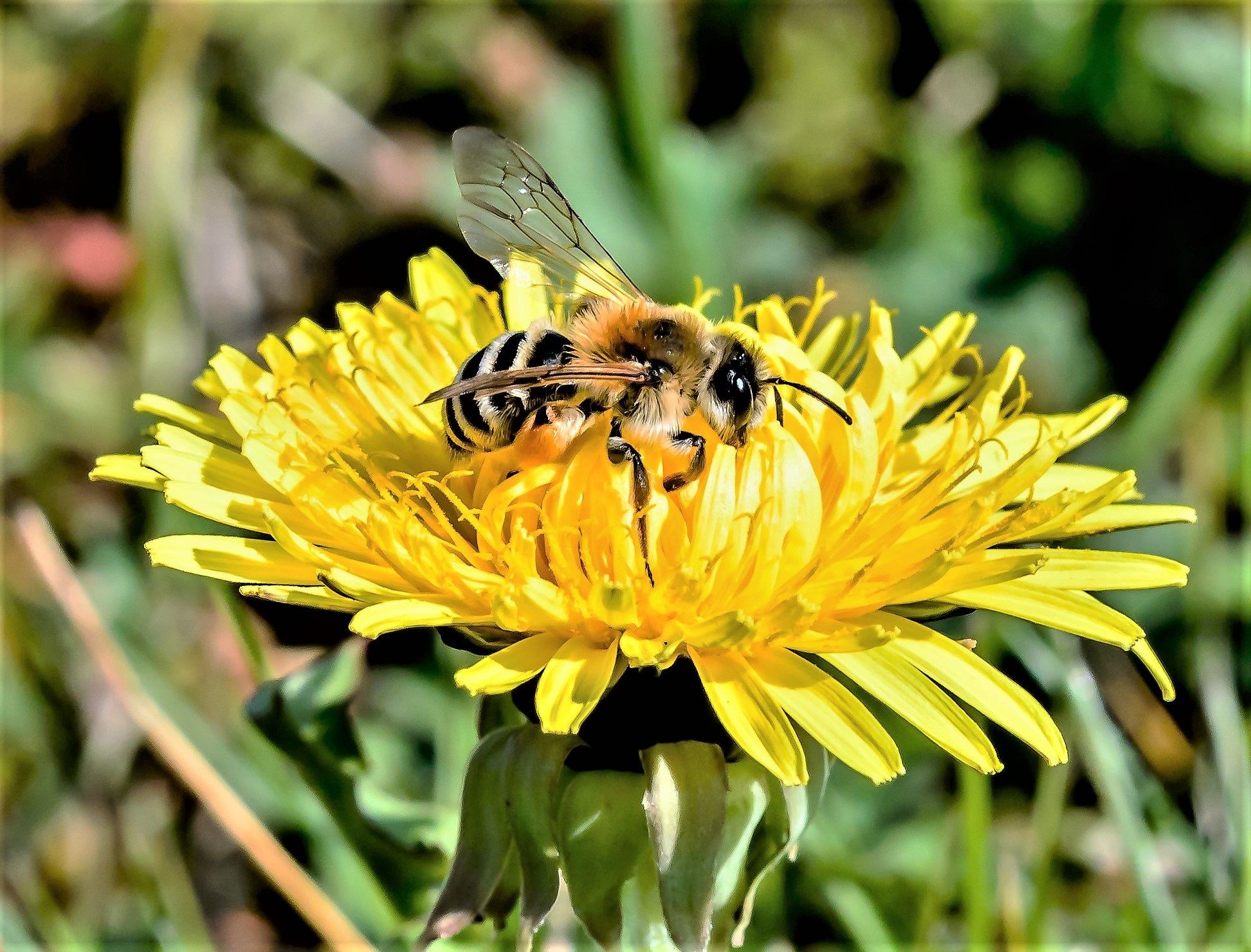 abeille nature fleur miel bio environnement ecologie