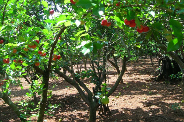 Acérola bio arbre fruit vitamine C complément aliementaire 