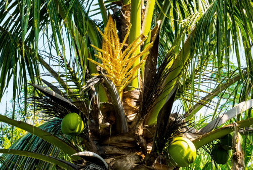 Le sucre de coco est issu directement de la fleur de coco.