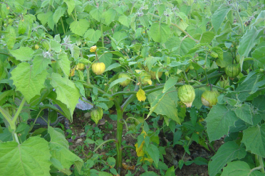 physalis plante fruit bio biologique